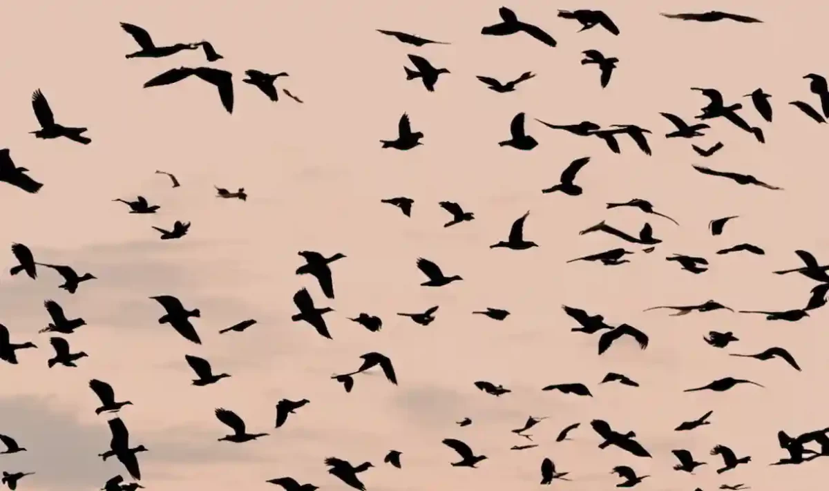 Migración de CMS: Guía completa para el éxito digital